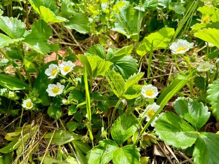 Sun-Drenched Wild Strawberry Blossoms Amidst Lush Greenery, Showcasing Nature's Springtime Rebirth