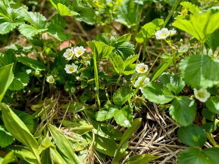 Lush Springtime Display of Wild Strawberry Flowers Amidst Vibrant Green Foliage in Natural Woodland Setting