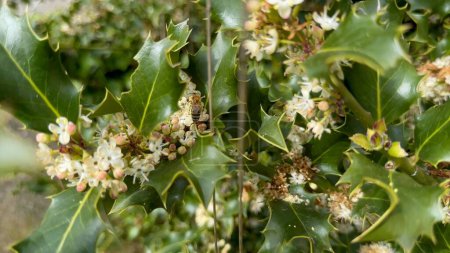 Vivid Display of Holly Blossoms Being Pollinated by Bees in a Sunny Garden Setting