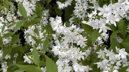 Fleißige Bienen bestäuben Deutzia Gracilis: Weisse Blüten inmitten sattgrüner Blätter