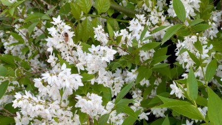 Fleißige Bienen bestäuben Deutzia Gracilis: Weisse Blüten inmitten sattgrüner Blätter