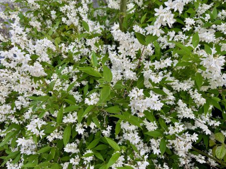 Reichlich blühende Deutzia Gracilis: Überfluss an weißen Blüten und grünem Laub - Familie der Hortensiengewächse