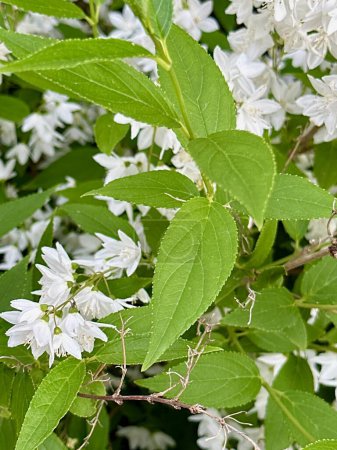 Lush Deutzia Gracilis Branches: Vibrant Green Leaves and Delicate White Blossoms in Springtime