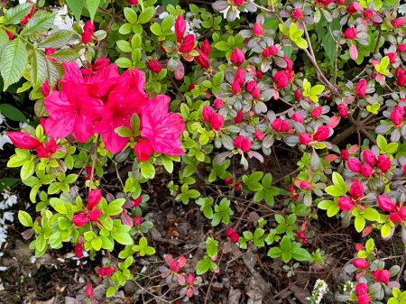 Vibrante Rhododendron Blooms: Flores de color rosa brillante y brotes rojos en ciernes en medio de exuberante vegetación
