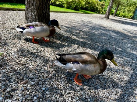 Photo for Pair of Male Mallard Ducks Walking on Gravel Path Near Tree Trunk in a Sunlit Park - Royalty Free Image