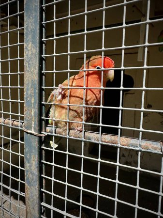 Bunter Papagei in einem Käfig mit Sonnenlicht, das durch die Gitter filtert