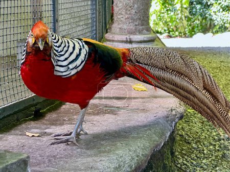 Vibrant Golden Pheasant with Striking Plumage Inside Enclosure