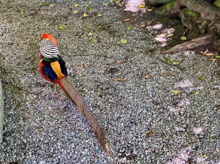 Vibrant Golden Pheasant in a Natural Habitat with Colorful Plumage and Long Tail Feathers on a Pebble Ground