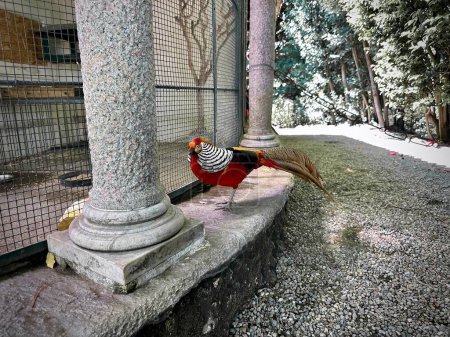 Golden Pheasant with Striking Plumage in Enclosure Next to Stone Column