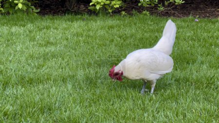 Grazing de gallina blanca sobre hierba verde en un jardín con follaje vibrante en el fondo