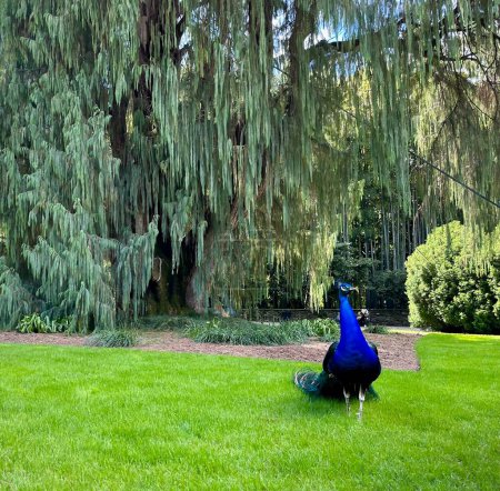 Majestic Peacock in Lush Green Garden with Large Weeping Tree and Vibrant Foliage on a Sunny Day
