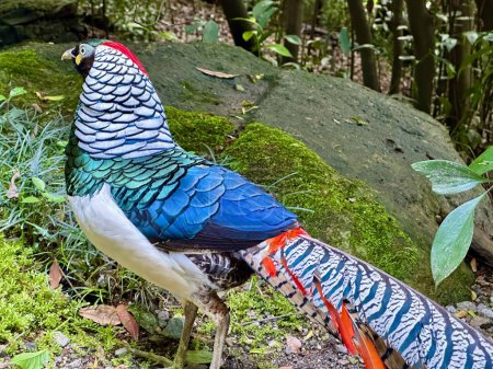 Lady Amherst's Pheasant Showcasing Spectacular Iridescent Plumage in Dense Forest Environment