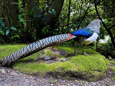 Beautiful Lady Amherst's Pheasant Displaying Vibrant Plumage in Lush Green Forest Habitat