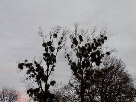 Arbres en silhouette avec gui contre un ciel couvert dans un paysage hivernal