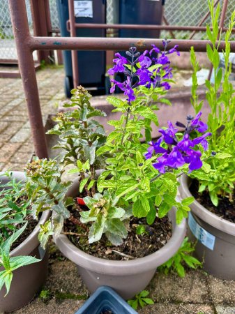 Vibrant Purple Salvia Flowers in Potted Plants on Patio with Garden Fence and Recycling Bins in Background