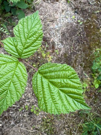 Close-Up of Vibrant Green Raspberry Leaves with Detailed Veins in a Natural Garden Setting