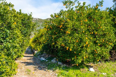 Foto de Naranja orgánico fresco y maduro colgado de un naranjo lleno de frutas en Antalya, Turquía. Foto de alta calidad - Imagen libre de derechos