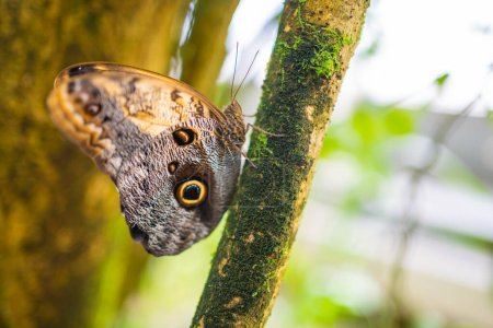 Photo for Close up of beautiful brown and blue tropical butterfly in Botanic Garden, Prague, Europe. High quality photo - Royalty Free Image