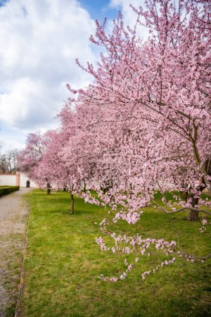Sakura en fleurs dans le parc du palais de Troja au printemps à Prague, République tchèque. Photo de haute qualité