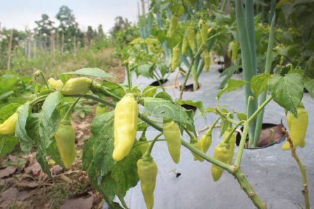 Foto de Árbol de chile con mucho chile verde claro de color amarillento que crece en el campo - Imagen libre de derechos