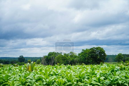 Photo for Cultivation of tobacco plants in a village field, belonging to the family of Solanaceae,in the Nicotina genus - Royalty Free Image