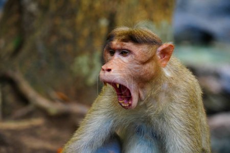Foto de Rostro de un mono enojado en primer plano, vida salvaje de Ghats Occidentales - Imagen libre de derechos