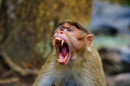 Foto de Rostro de un mono enojado en primer plano, vida salvaje de Ghats Occidentales - Imagen libre de derechos