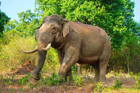 Asiatischer wilder Elefant am Rand einer Waldstraße in Western Ghats, Aufnahme aus dem Tiefflug