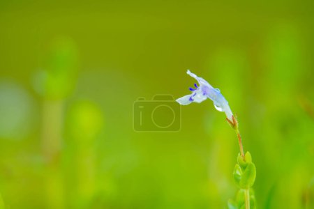 Photo for Tiny blue-white flower of Lindernia rotundifolia commonly known as Roundleaf Lindernia or Roundleaf Flase Pimpernel, Lindernia family, from Western Ghats - Royalty Free Image