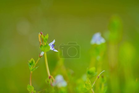 Photo for Tiny blue-white flower of Lindernia rotundifolia commonly known as Roundleaf Lindernia or Roundleaf Flase Pimpernel, Lindernia family, from Western Ghats - Royalty Free Image