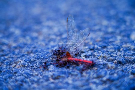 Photo for Ants eating the dead body of a dragon fly on the tarred road, selective focus - Royalty Free Image
