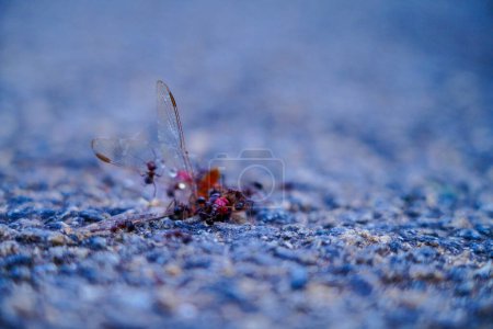 Photo for Ants eating the dead body of a dragon fly on the tarred road, selective focus - Royalty Free Image