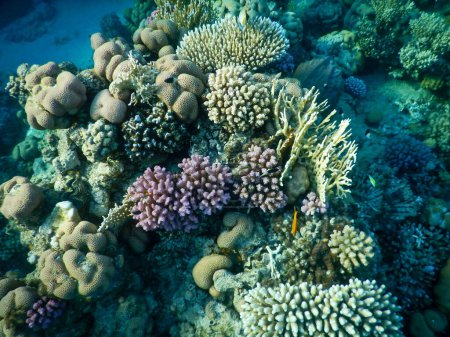 wonderful underwater view of the coral reef and its life in its magnificent colors