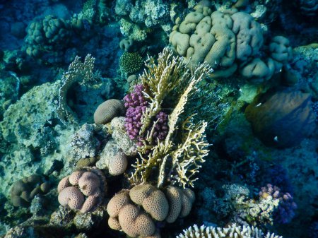 wonderful underwater view of the coral reef and its life in its magnificent colors