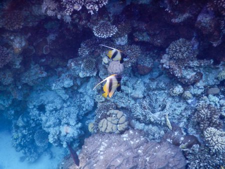 magnifique vue sous-marine sur le récif corallien et sa vie dans ses magnifiques couleurs