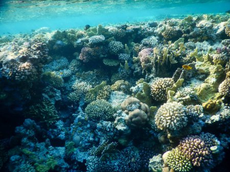 wunderbarer Unterwasserblick auf das Korallenriff und sein Leben in seinen herrlichen Farben