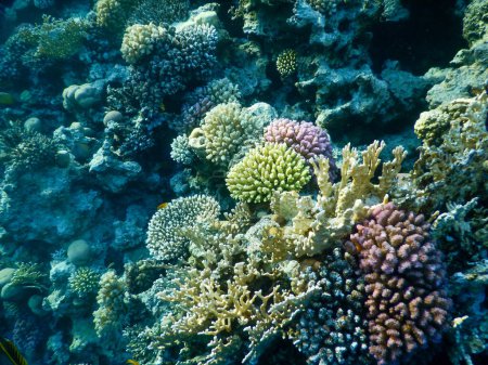 maravillosa vista submarina del arrecife de coral y su vida en sus magníficos colores