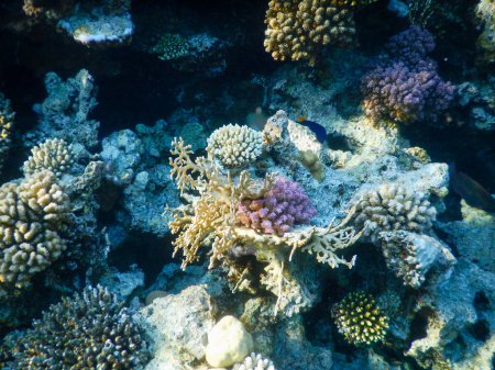 magnifique vue sous-marine sur le récif corallien et sa vie dans ses magnifiques couleurs
