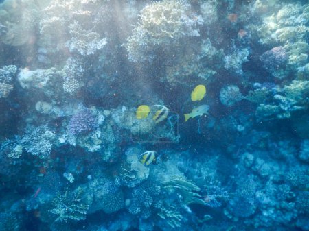 wunderbarer Unterwasserblick auf das Korallenriff und sein Leben in seinen herrlichen Farben
