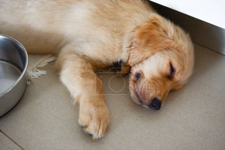 a golden retriever puppy after playing a lot