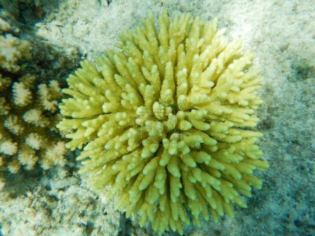 Mer Rouge splendeur de récif corallien vivant