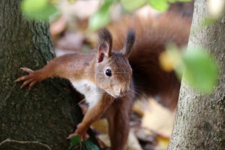 Portrait shot of a squirrel. They are forest dwellers and climbing artists.