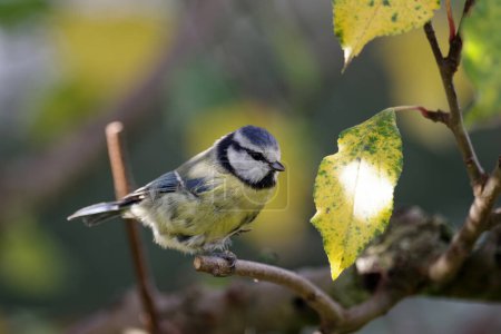 Photo for Small blue tit in autumn. The leaves of the apple tree have changed color and resemble the yellow color of the songbird. - Royalty Free Image