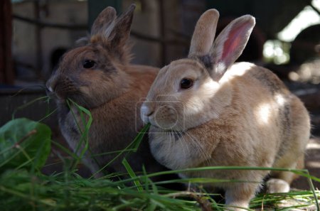 Foto de Two pet rabbits in the enclosure eat fresh leaves - Imagen libre de derechos