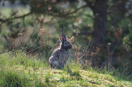 A single wild rabbit sits in a forest clearing