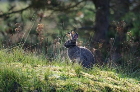 Photo for A wild rabbit is illuminated by the sun in a forest clearing - Royalty Free Image
