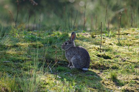 Photo for A wild rabbit sits in the forest between moss and grass - Royalty Free Image