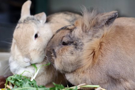 Foto de Retrato de dos lindos conejos domésticos comiendo hojas frescas de diente de león - Imagen libre de derechos