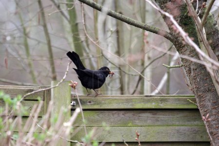 Photo for A blackbird sits on a fence with a worm in its beak - Royalty Free Image