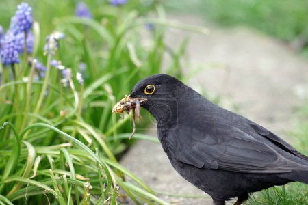 The blackbird has its beak full of found food for the offspring. The bird found earthworms in the garden.